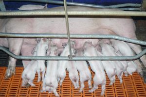 Vlotte worp en goede vloertemperatuur cruciaal voor een vliegende start van biggen