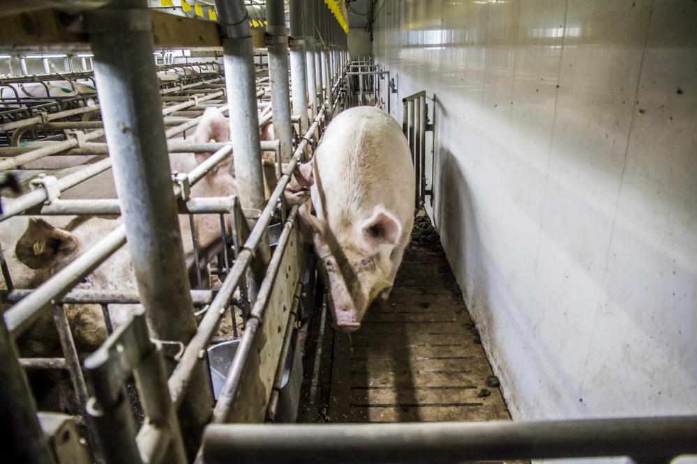 Beren de varkenshouderij | Wat is de gevraagde