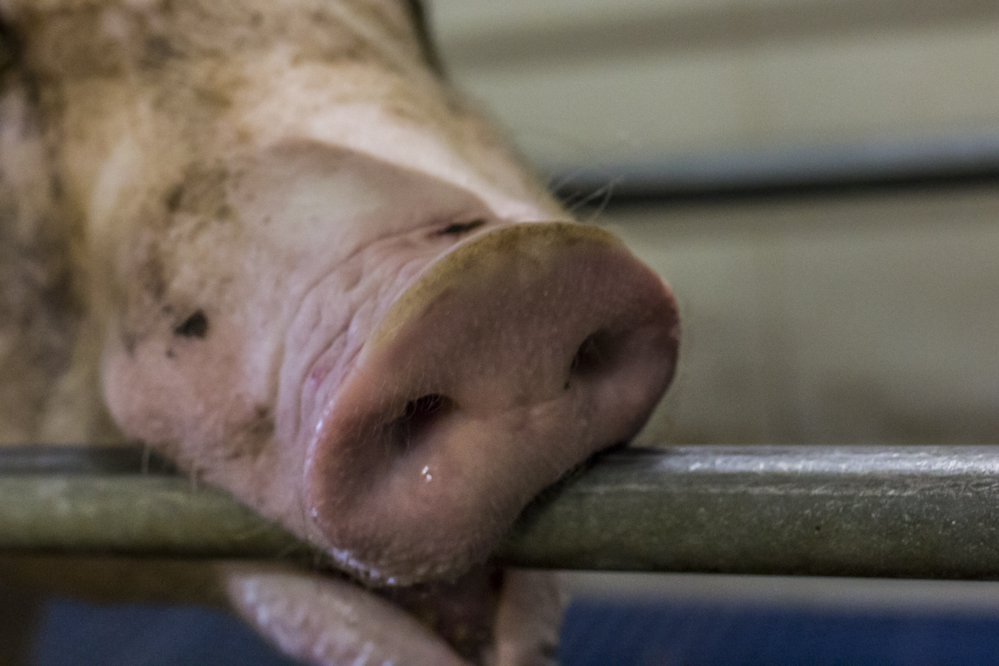 De fiscale samenwerking op het varkensbedrijf