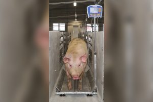 Het nauwkeurig wegen van varkens is essentieel voor een succesvol varkensbedrijf
