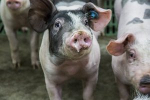Veel varkenshouders registreren aan- en afvoer van varkens te laat in I&R-systeem