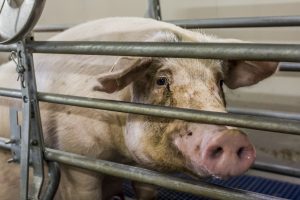 Na topjaar 2019 nu negatief inkomen voor varkenshouders
