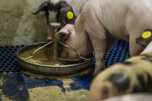SFR draagt bij aan een duurzamere productie van dierlijke eiwitten