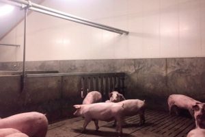 “Een beter klimaat is bevorderlijk voor varkens en boer”