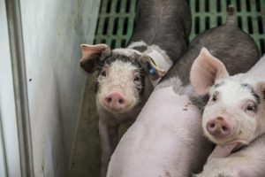 Hoe overleef je prijsdip in de huidige varkensmarkt?