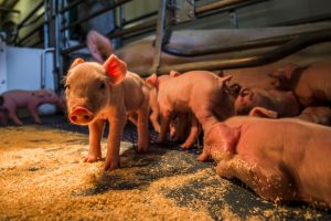 POV doet onderzoek naar nieuwe verzekering varkenshouderijbedrijven