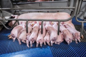 Cherkizovo kiest voor Hypor-varkensgenetica