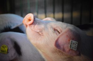 Kansen na deelname aan saneringsregeling varkenshouderij