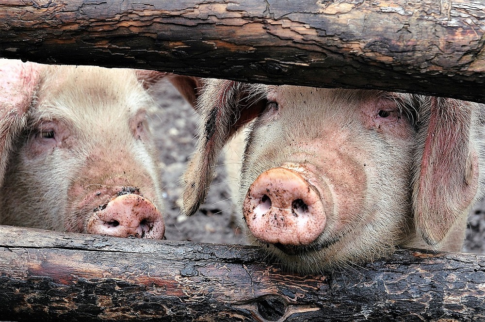 Nieuwe varkenspeststammen opgedoken in China