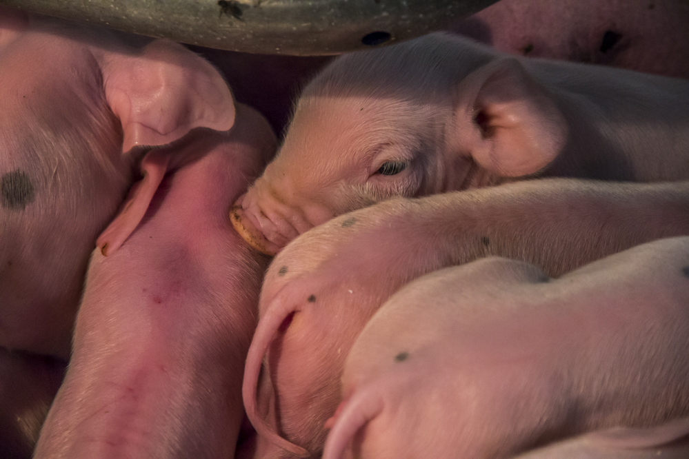 Het Servische Porcus Vitalis begint met distributie van Hypor-varkensgenetica