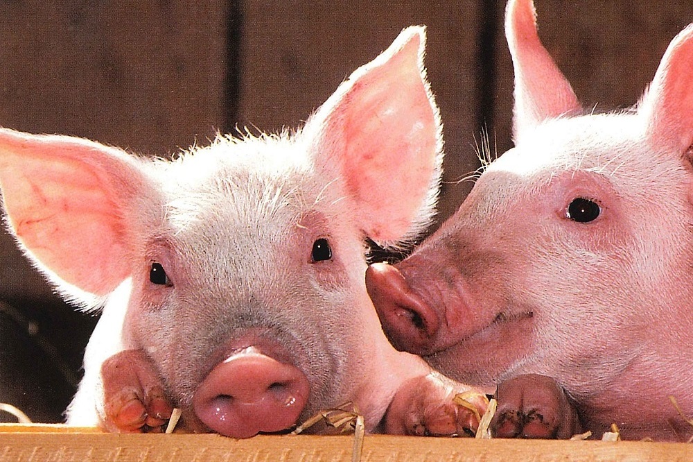 Naar meer weerbaarheid voor boer en varken
