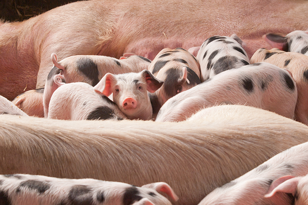 Nationaal PRRS-plan 2025-2040