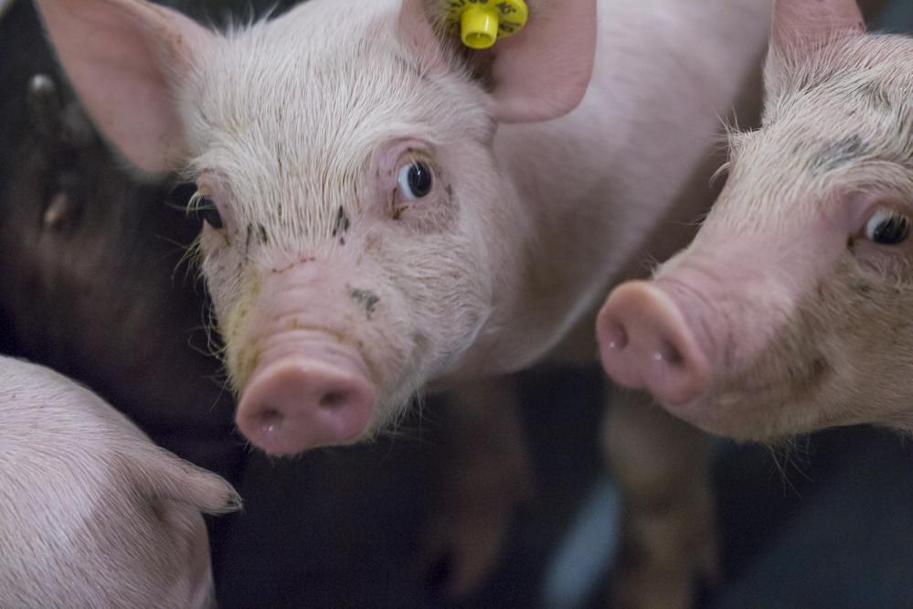 Wijzigingen binnen de subsidieregeling sanering varkenshouderijen