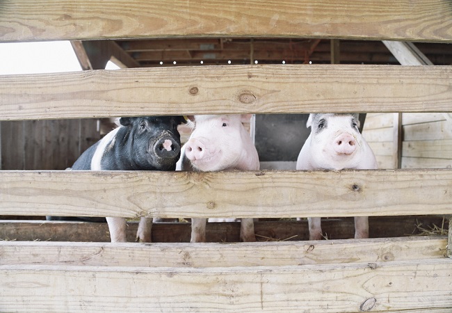 Saneringsregeling: Stoppen of doorgaan met varkenshouderij?