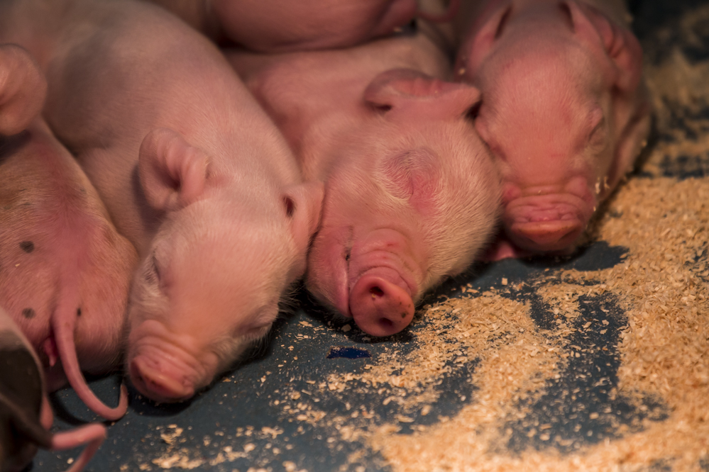 Vertrouwen van varkenshouders sterk toegenomen