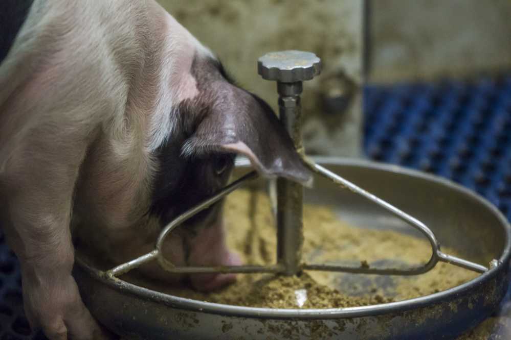 Kans op insleep Afrikaanse varkenspest via voer niet groot