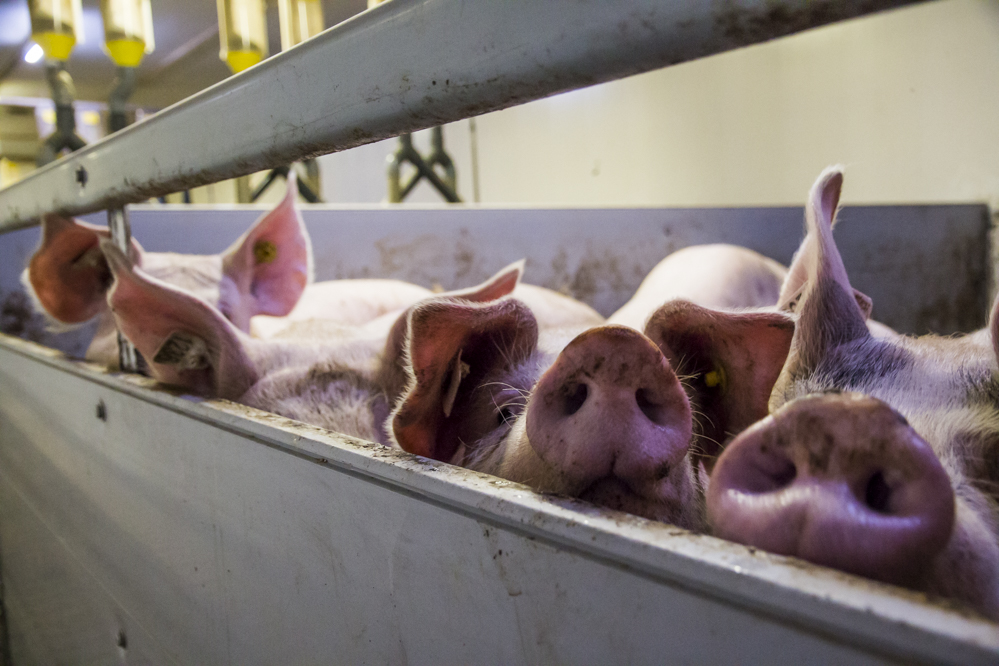 Onzekerheden varkenshouderij zorgen voor prijsfluctuaties in Nederland