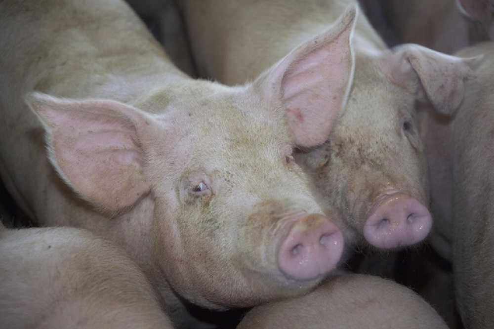 Sociale duurzaamheid leidt tot een beter leven voor varkens