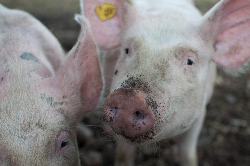 Meerderheid Nederlanders staat achter varkenshouder
