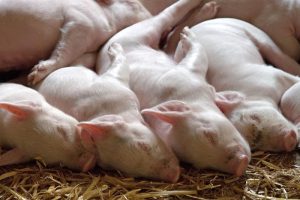 Saldo zeugenhouderij fors teruggevallen in zomermaanden