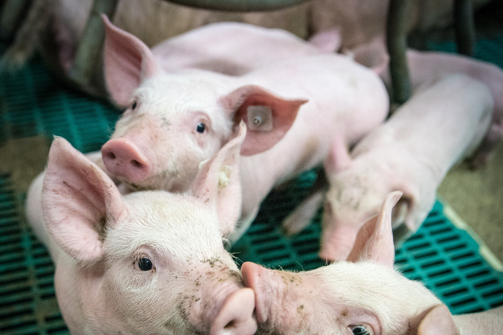 Van ruim aanbod naar geleidelijke afname op de Europese varkensmarkt