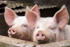 Innoveren in de varkenssector? Maak gebruik van subsidie