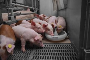 Varkenssector China verschuift naar efficiëntie