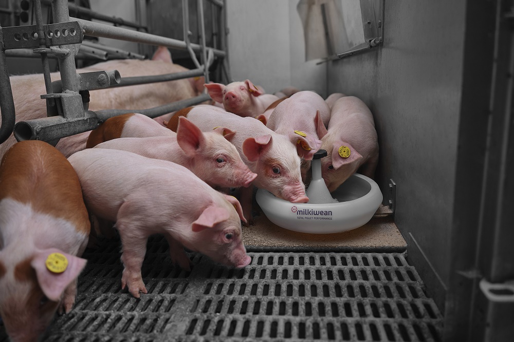 Varkenssector China verschuift naar efficiëntie 