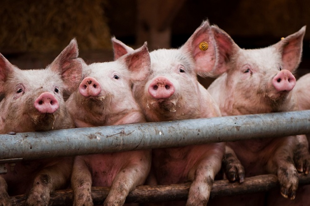 Saneren en innoveren voor een toekomstbestendige varkenshouderij