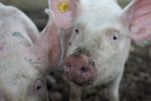 Consumentenprijs varkensvlees licht omhoog