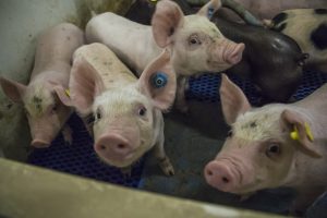AVP Duitsland legt helaas Europese varkens- en biggenmarkt lam