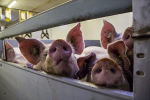 Lichte daling in Nederlandse varkensstapel