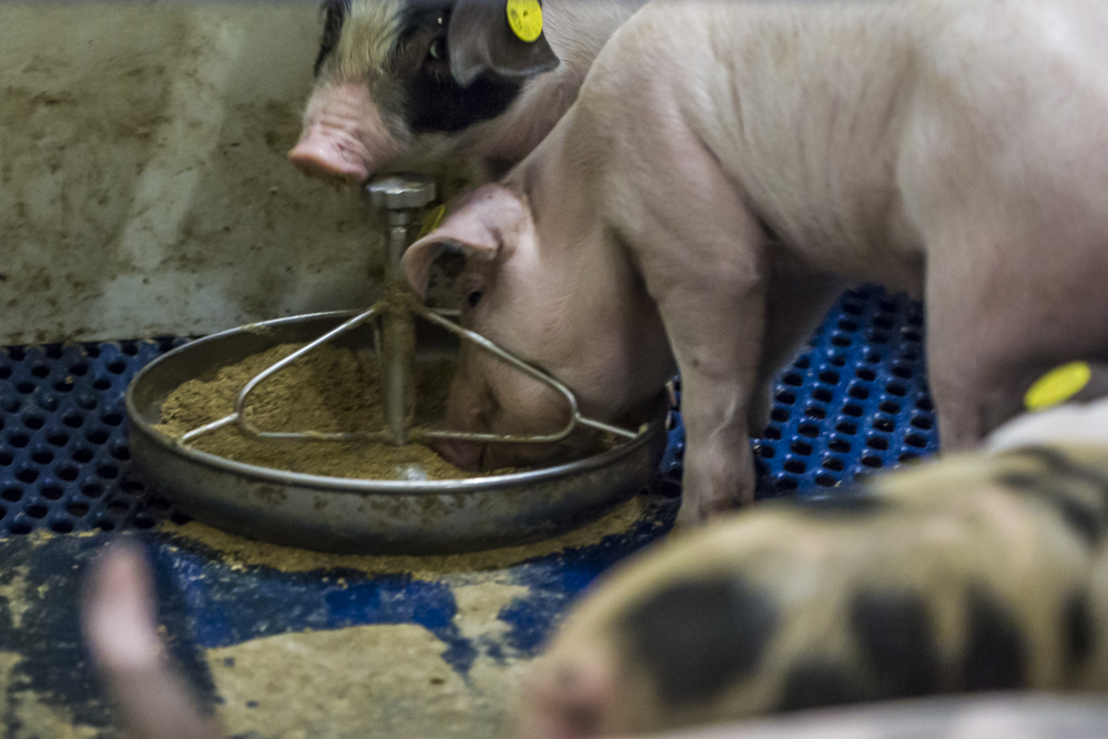 Duitse export van diervoederadditieven stijgt, Nederland belangrijkste bestemming