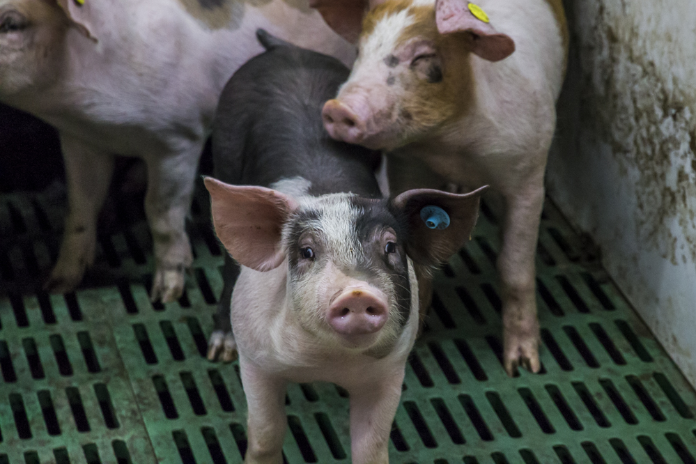 AVP in Duitsland: keerpunt in de varkensvleesindustrie