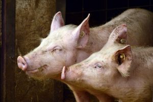 Polen: Veel meer varkens in 2020