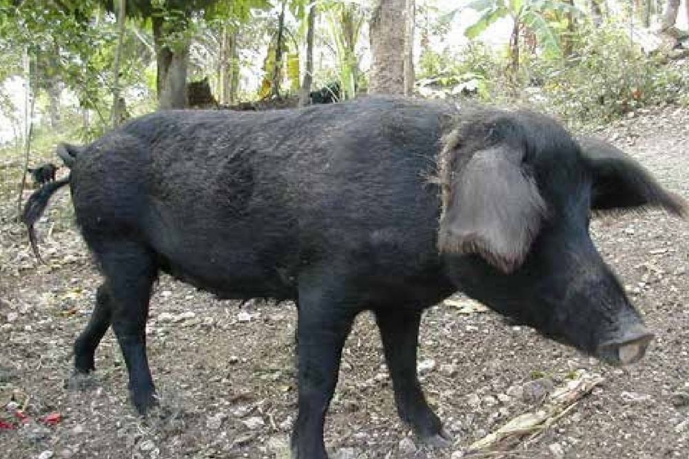 Pumbaa en de Afrikaanse varkenspest