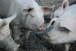 Inkomens varkenshouders opnieuw negatief door lagere prijzen