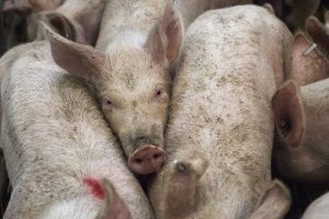 Varkensstapel stijgt behoorlijk in Ierland