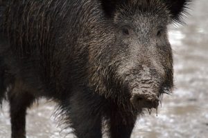 Afrikaanse varkenspest in Italië helaas een feit