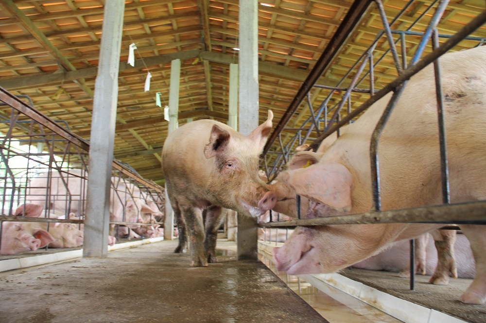 Biologische varkenshouders op naar veertig procent ammoniakreductie