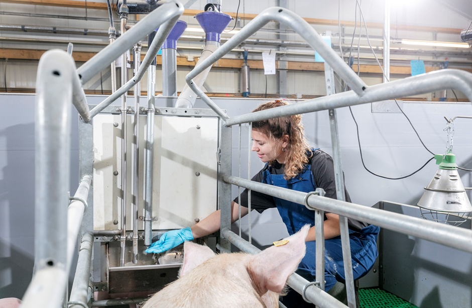 Varkenshouderij Janssen en Trouw Nutrition werken samen om oplossingen van geboorte tot slacht te valideren