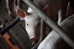 Een schone lei voor de varkenshouderij