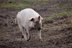Beperkingen klassieke varkenspest opgeheven in Bulgarije