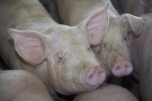 LTO vraagt om integrale aanpak bij dreigende dierziekten