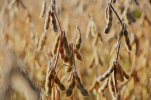 Meer sojabonen uit Brazilië in 2021 ondanks forse prijsstijging