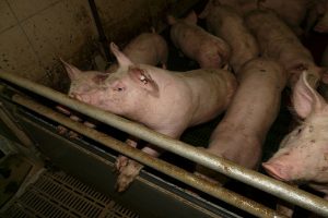 Handhaving NVWA: naleven EuroRisico op aantasting dierenwelzijn bij vervoer 'restbiggen'pese richtsnoeren transportwaardigheid