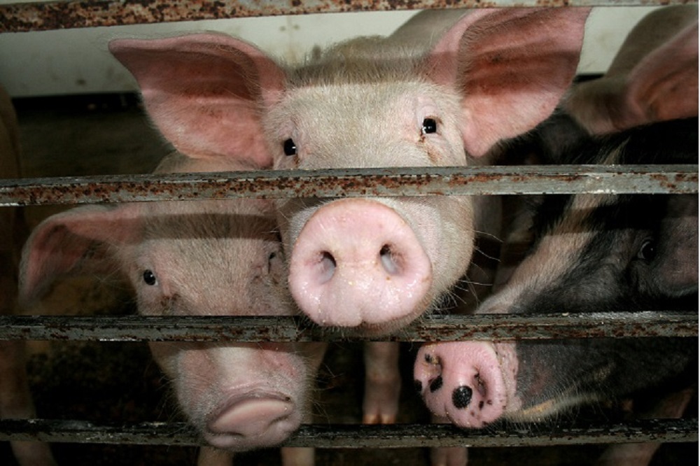 Destructietarieven 2026 stijgen bij dalende kosten