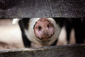 Investeringen op varkensbedrijven blijven toenemen