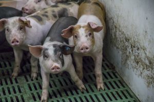 Saldo vleesvarkens in maart gehalveerd