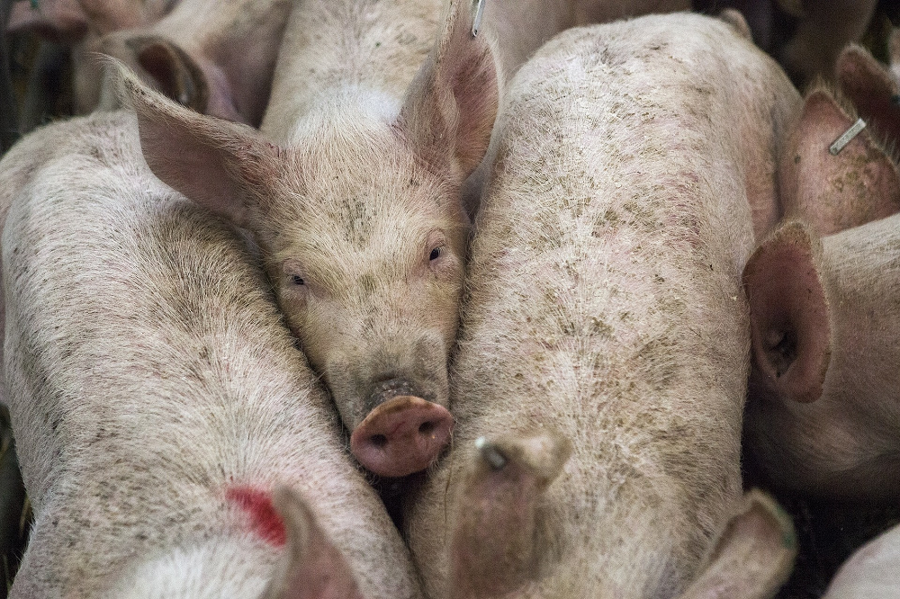 SusStable wil mest sneller uit de stal én lokaal verwaarden